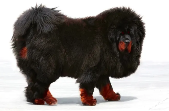 想知道如何辨别纯种藏獒？不妨来这里看看