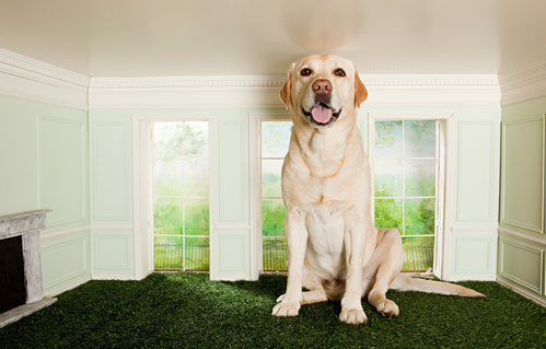 拉布拉多长白毛的原因，让我给大家一一道来