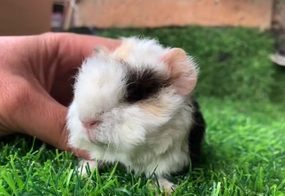 荷兰猪亲近人吗?想养的人来看看 荷兰猪亲近人吗?想养的人来看看