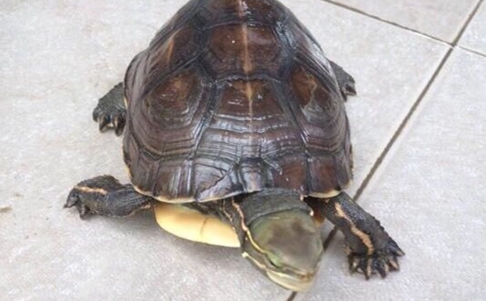 云南闭壳龟是几级保护动物？不清楚的快来看看！