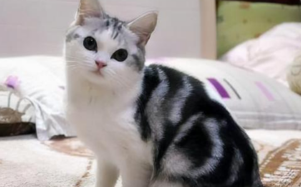 猫咪脚掌烂了怎么回事？一定要及时采取正确措施！