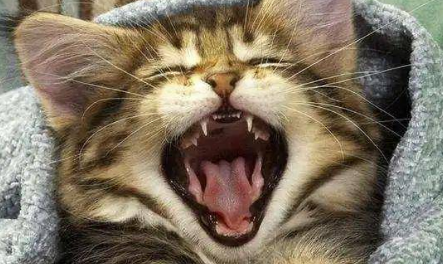 猫打嗝一样一抽一抽的怎么回事？看这里