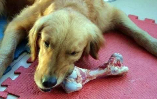 给你讲，狗被骨头扎到胃的表现有哪些？