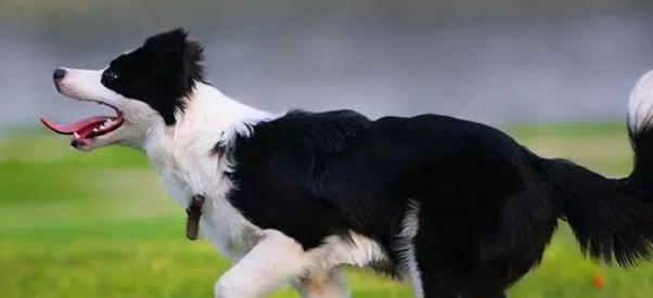 边牧一个月开销是多少？新手朋友速戳~