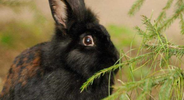 兔粮有什么优点和缺点，看完这篇文章就知道了