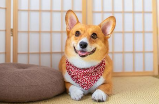 柯基的生活习性如何，宠主人一定要注意