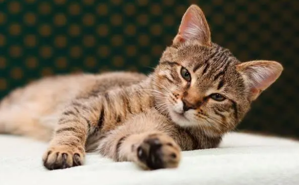 正常皮屑和猫藓皮屑的区别,主要是这几点 正常皮屑和猫藓皮屑的区别,主要是这几点