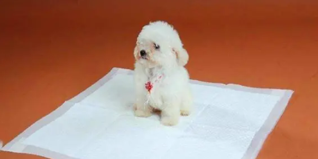 宠物尿垫作用大，买了尿垫就要物尽其用