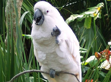 白凤头鹦鹉脾气好不好？看完本文，你就知道了