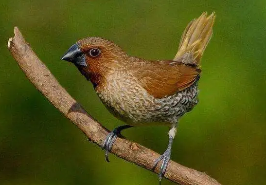 斑文鸟会说话吗？来了解下吧