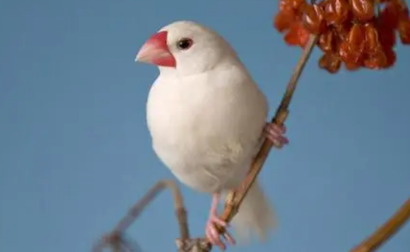 白文鸟几个月成年?主人来看看吧 白文鸟几个月成年?主人来看看吧