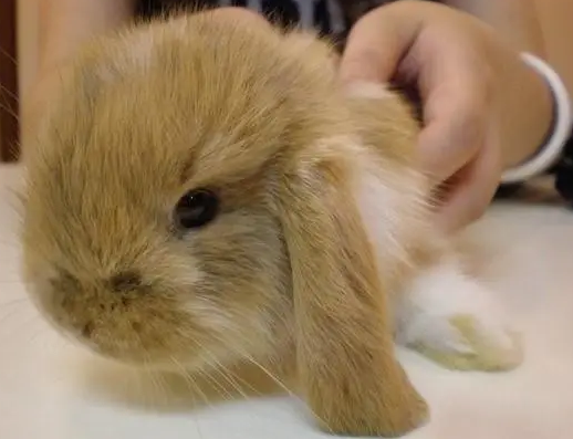 宾尼垂耳兔怎么养，来学习一下吧