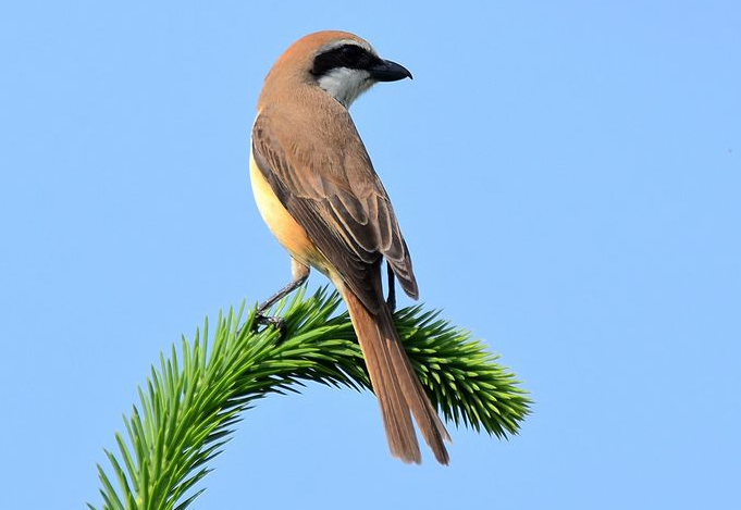 想知道红尾伯劳怎么分公母吗？