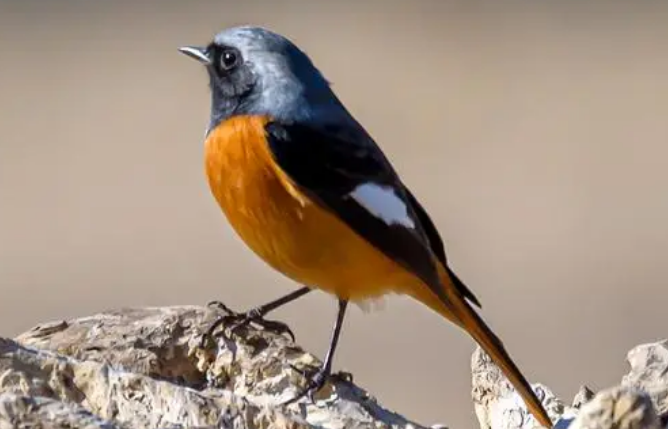 北尾红鸲怎么养？来这里看看吧