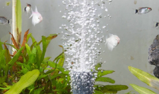 来看看土方法鱼缸增氧 来看看土方法鱼缸增氧