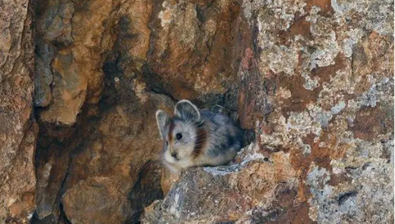 一起来看看伊犁鼠兔怎么吃东西吧~