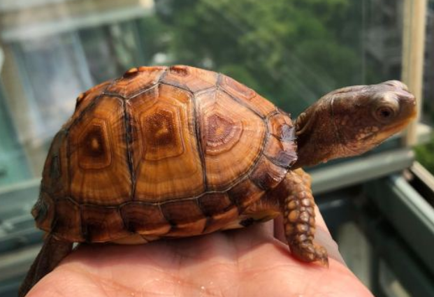 小白看过来！卡罗莱纳箱龟怎么养？