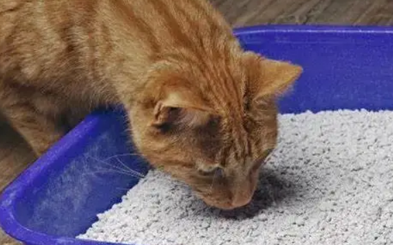 幼猫误食猫砂会有什么症状？铲屎官需注意！