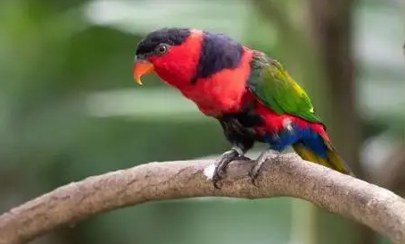 黑顶吸蜜鹦鹉性格怎么样？来这里了解下吧