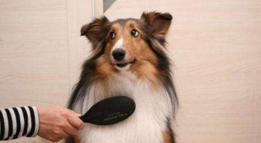 如何让狗狗毛发增多？方法如下