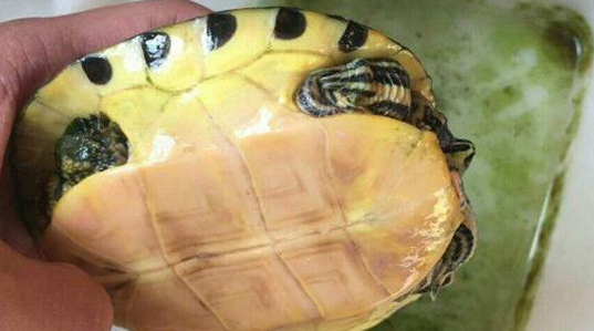 黄腹滑龟吃什么食物最好？要求在这里