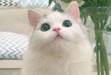 如何让小奶猫亲近自己？感兴趣的来瞧瞧！