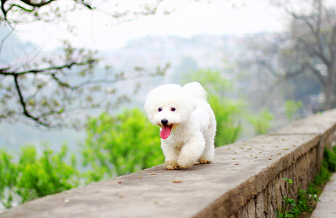 狗狗出现老年斑还能活多久，看这就知道了！