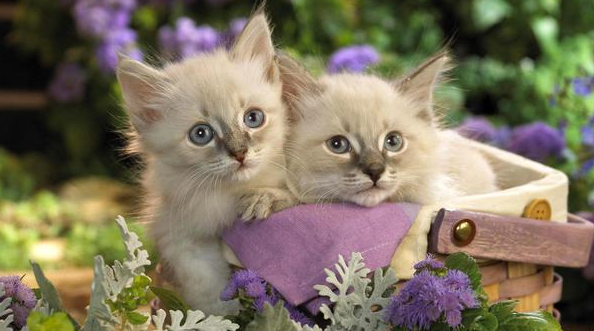 如何挑选猫罐头，看了这些你就知道了