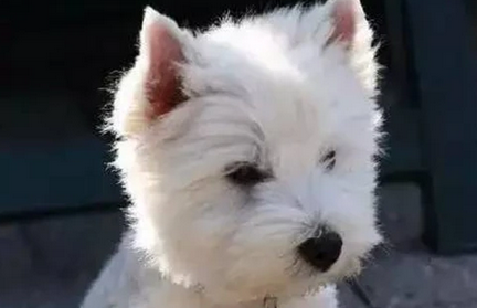 狗狗吃钙片有啥好处？狗狗钙片功效作用是什么？