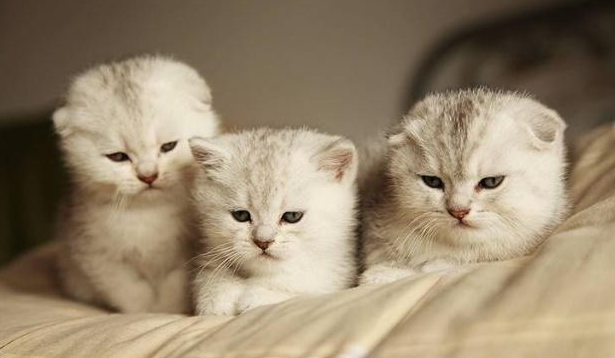 养宠常备有个圈，让爱宠元气满满