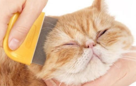 猫没有跳蚤但总挠脖子是怎么了？来找找原因