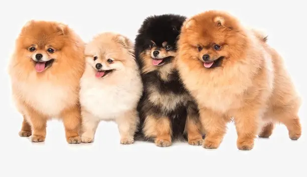 狗狗看到的世界是什么样子？铲屎官有必要知道