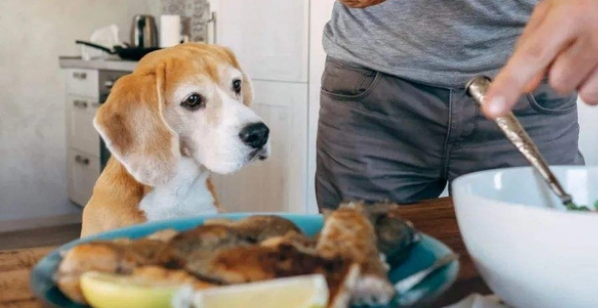 狗狗不吃狗粮怎么办，小妙招奉上