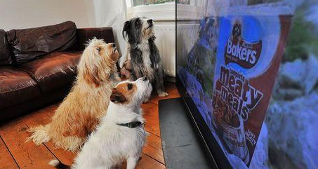 狗狗的视觉怎么样，真会看电视吗？答案揭晓...