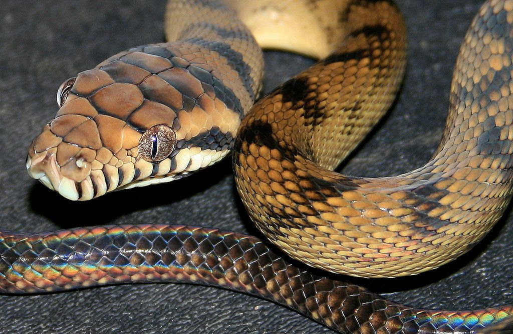 紫晶蟒有毒吗？它是如何发动攻击的呢？