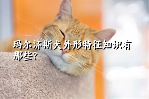 玛尔济斯犬外形特征知识有那些?