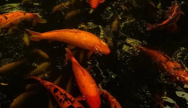 养鱼到底需不需要增氧泵？它真的有效吗？