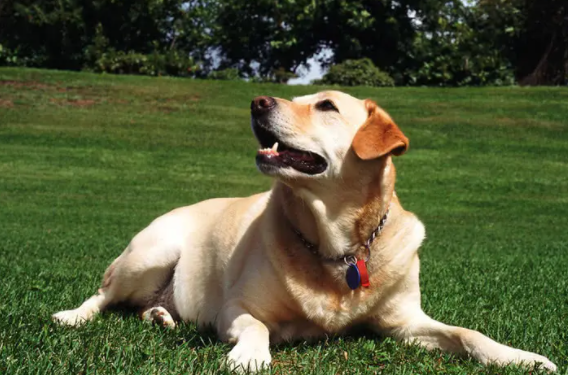 短毛大型犬有哪些？感兴趣的了解一下吧！