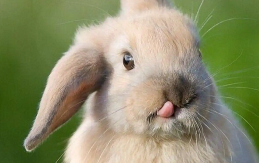 公羊兔耐寒、怕冷是真是假,来这看看吧! 公羊兔耐寒、怕冷是真是假,来这看看吧!