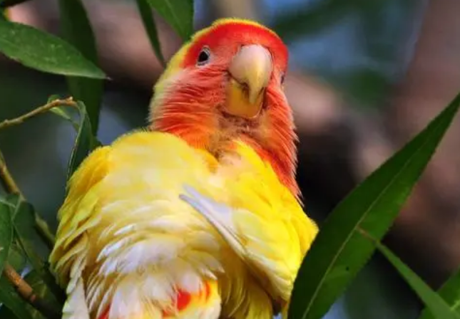 黄桃脸牡丹鹦鹉拉稀怎么办？饲主要来看看