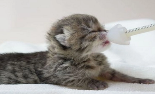 简易小猫奶瓶制作方法