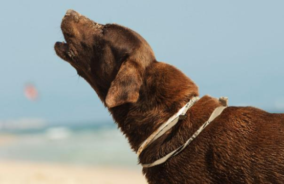 狗大晚上哭嚎代表什么,有几个意思? 狗大晚上哭嚎代表什么,有几个意思?