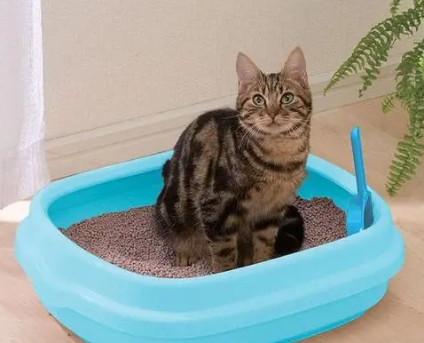 猫咪长期吃同一款猫粮好,还是定期更换好? 猫咪长期吃同一款猫粮好,还是定期更换好?