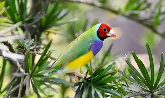 七彩文鸟要经常飞吗？是不是要自由的饲养！