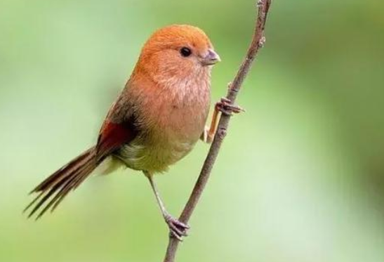今日解密，黄藤鸟一般喂的是什么饲料？