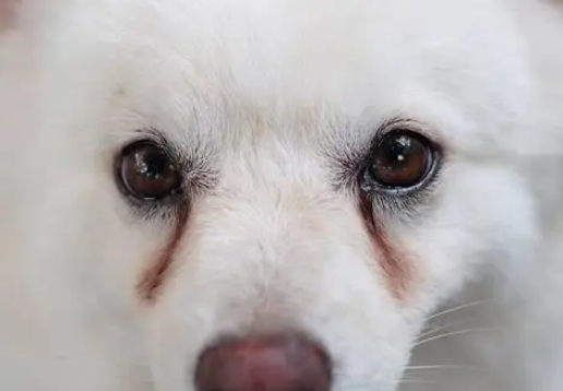 小狗狗眼屎多怎么办呢？什么原因？