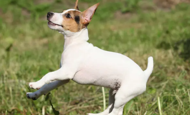 为什么狗狗会突然疯跑？它可能是过于兴奋