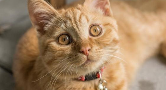 有必要给猫吃营养膏吗？营养膏是什么？