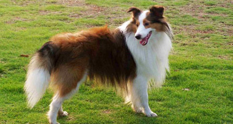 喜乐蒂牧羊犬好养吗？看看这篇文章就知道了