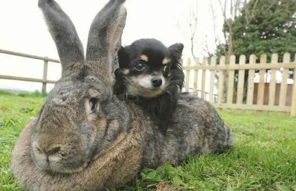 狗兔同养，美好的愿望，但你可千万不要尝试